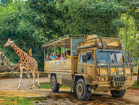 Chessington  - SAVE UP TO 25%